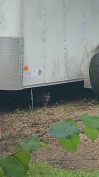 a raccoon is hiding under a trailer